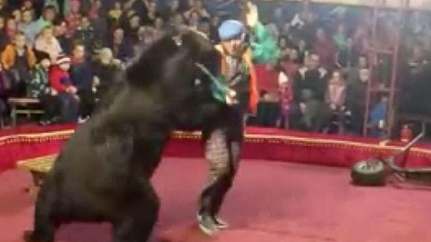 Russia Bear Attack