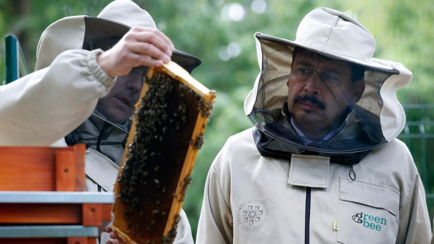 Bees