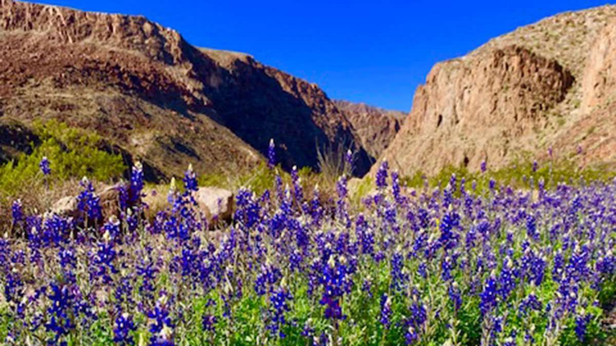 Big Bend Hiker Found Dead Amid Extreme Heat - Vimarsana News