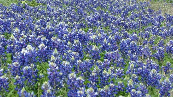 bluebonnets-generic
