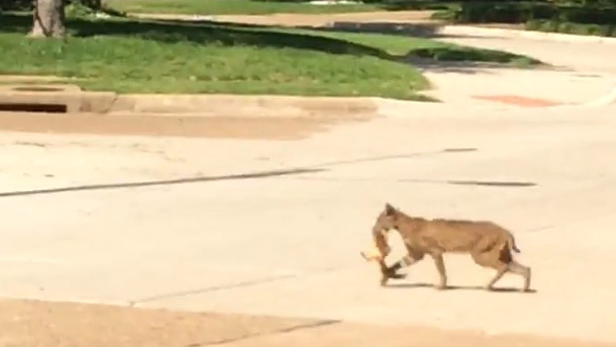 Caught on Camera Bobcat Captivates Dallas Neighborhood NBC 5 DallasFort Worth