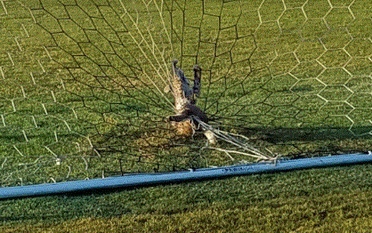 The bobcat found herself trapped in this soccer net.