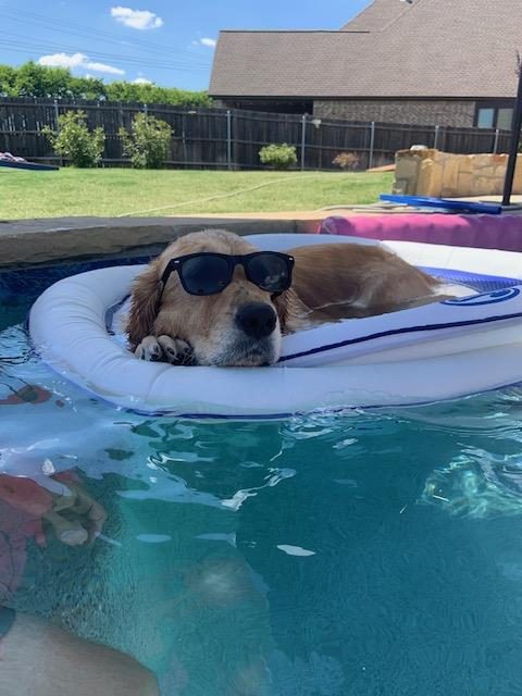 Download Dog Days Of Summer 2020 Gallery Iii Nbc 5 Dallas Fort Worth HD Wallpaper Dog Days Of Summer 2020 Gallery Iii Nbc 5 Dallas Fort Worth For Android Free