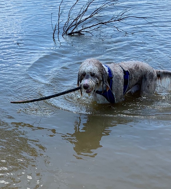 Get Dog Days Of Summer 2020 Nbc 5 Dallas Fort Worth HD Get Wallpaper Dog Days Of Summer 2020 Nbc 5 Dallas Fort Worth For Android