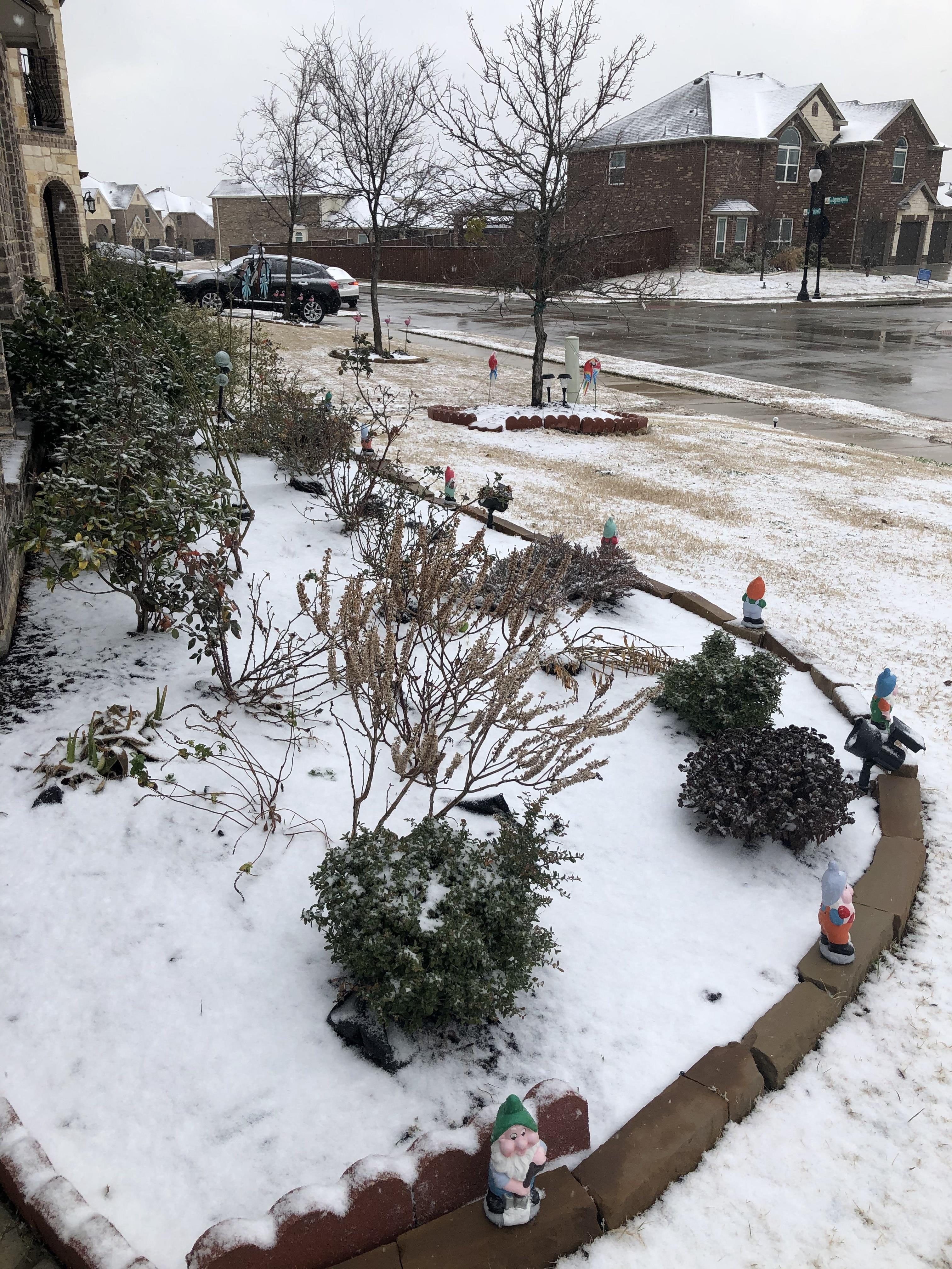 Your Pictures of Snow in North Texas on Jan. 11, 2025 NBC 5 Dallas