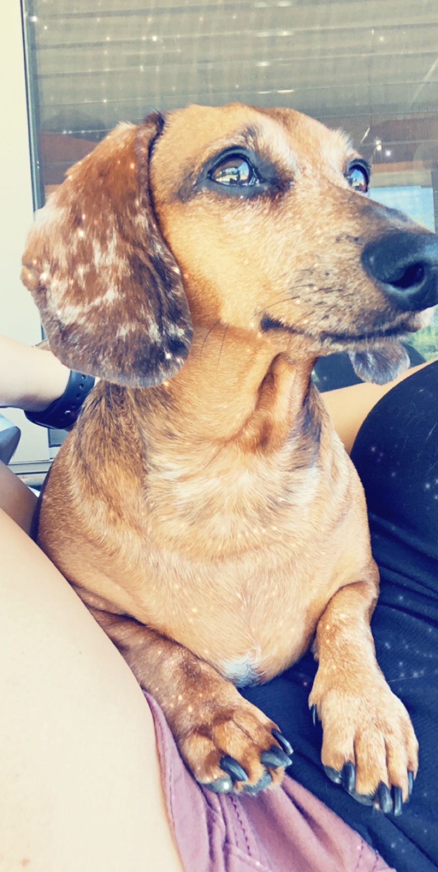 Get Dog Days Of Summer 2020 Nbc 5 Dallas Fort Worth For iPhone Free Wallpaper Dog Days Of Summer 2020 Nbc 5 Dallas Fort Worth HD