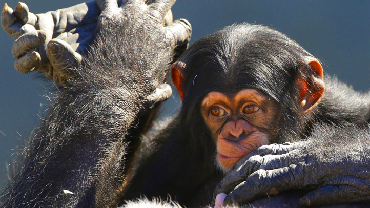 APTOPIX Chimp Rehab