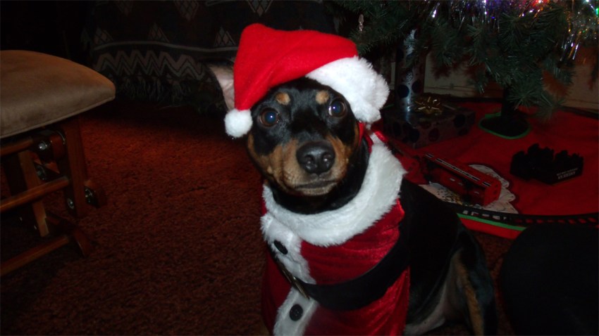 christmas-dog-121913