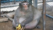 Thailand Chunky Monkey