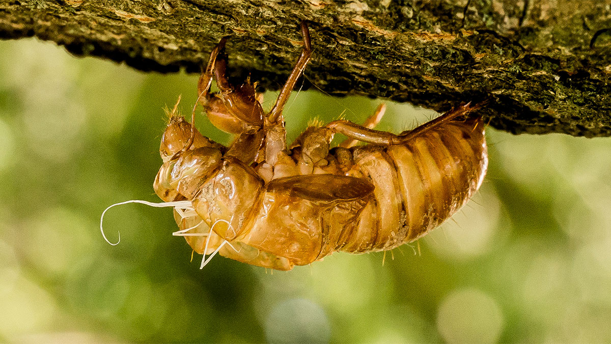 17Year ‘Straggler’ Cicadas Sighted Among Annual Cicadas in North Texas