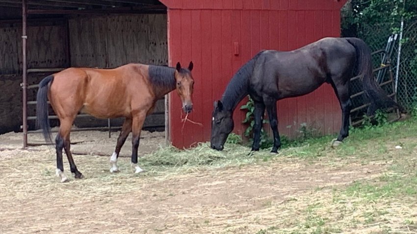 clear the shelter 2019 horses