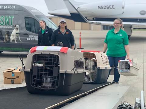 pets getting on to plane