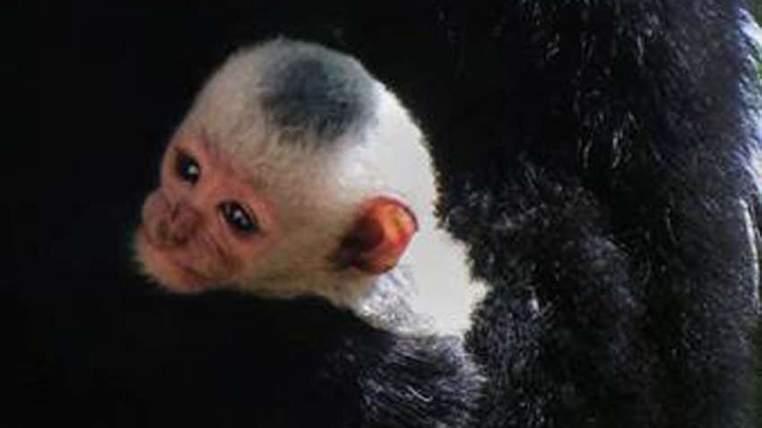 colobus-monkey-baby-dallas-zoo-cu