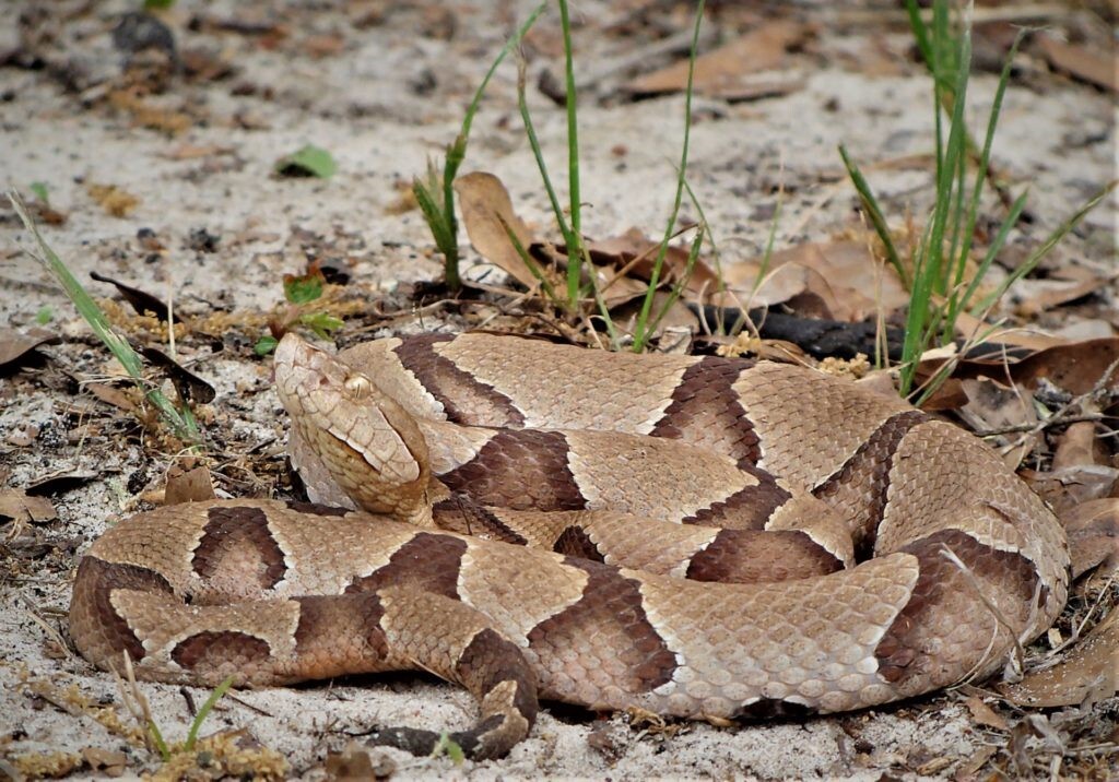 Snakes starting to come out in North Texas and what to do – NBC 5 ...