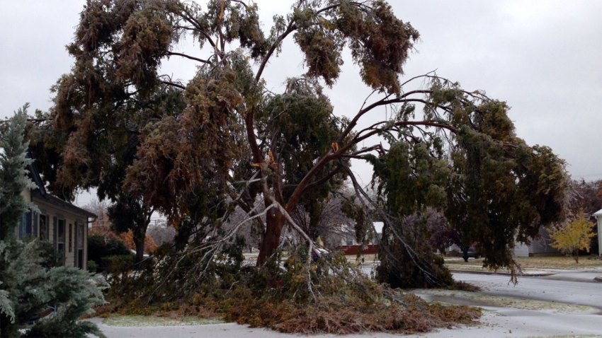crazy-tree
