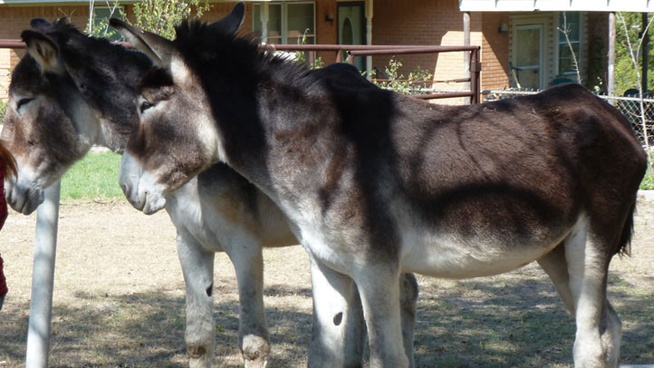 Waxahachie Family Could Have World’s Tallest Donkey – NBC 5 Dallas-Fort ...