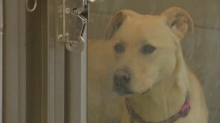 dallas animal services
