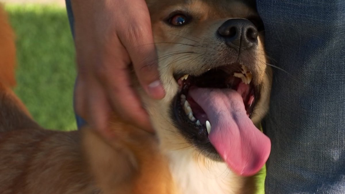 Dallas Animal Services Newest Campaign Seeks Safe Shelter For Pets This Holiday Weekend Nbc 5 Dallas Fort Worth