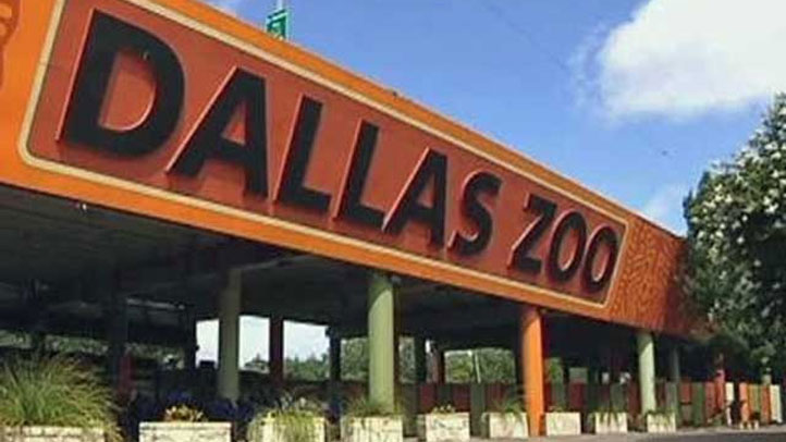 Experience The Dallas Zoo For Just A Buck Nbc 5 Dallas Fort Worth