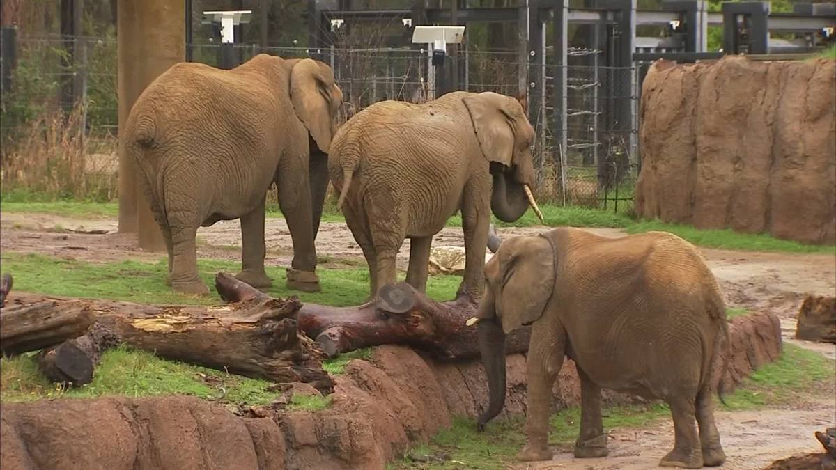 elephants-arrive-at-dallas-zoo-despite-lawsuit-nbc-5-dallas-fort-worth