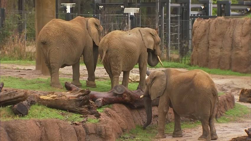 Dallas Zoo Names Five New Elephants – NBC 5 Dallas-Fort Worth