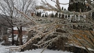 [UGCHAR-CJ]ice on the branches