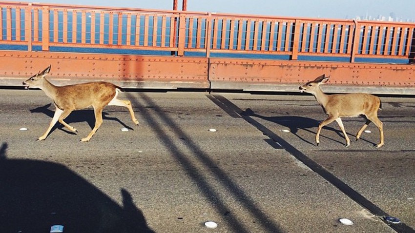 deer-on-ggb