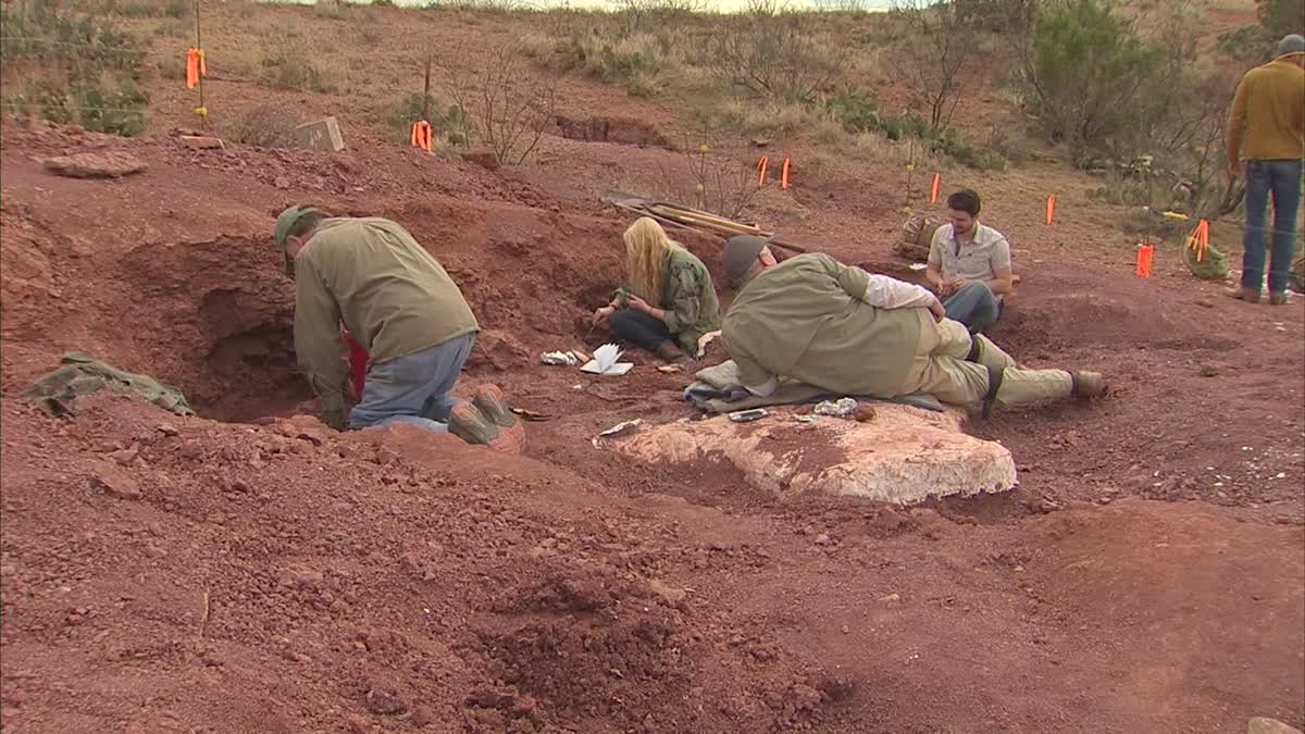 Researchers at a dig site southwest of Wichita Falls, near the shore of Lake Kemp in Baylor County, where the skeletal remains of seven dimetrodons have been found.