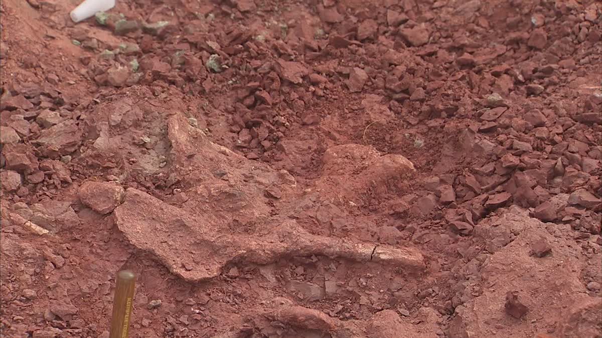 Researchers at a dig site southwest of Wichita Falls, near the shore of Lake Kemp in Baylor County, where the skeletal remains of seven dimetrodons have been found.