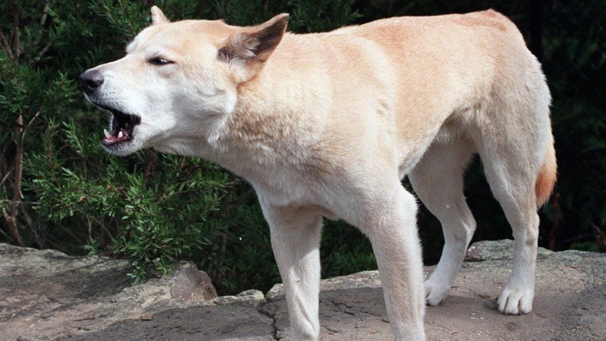 Australia Dingo Attack