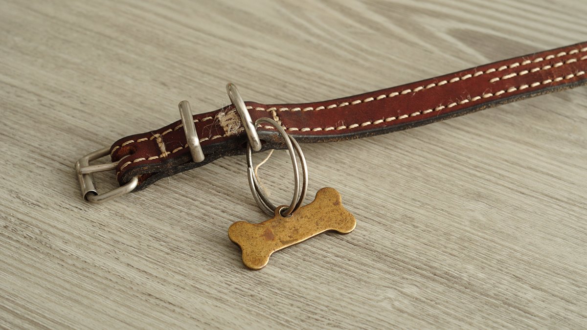 Garland Animal Shelter reunite pets after storms NBC 5 DallasFort Worth