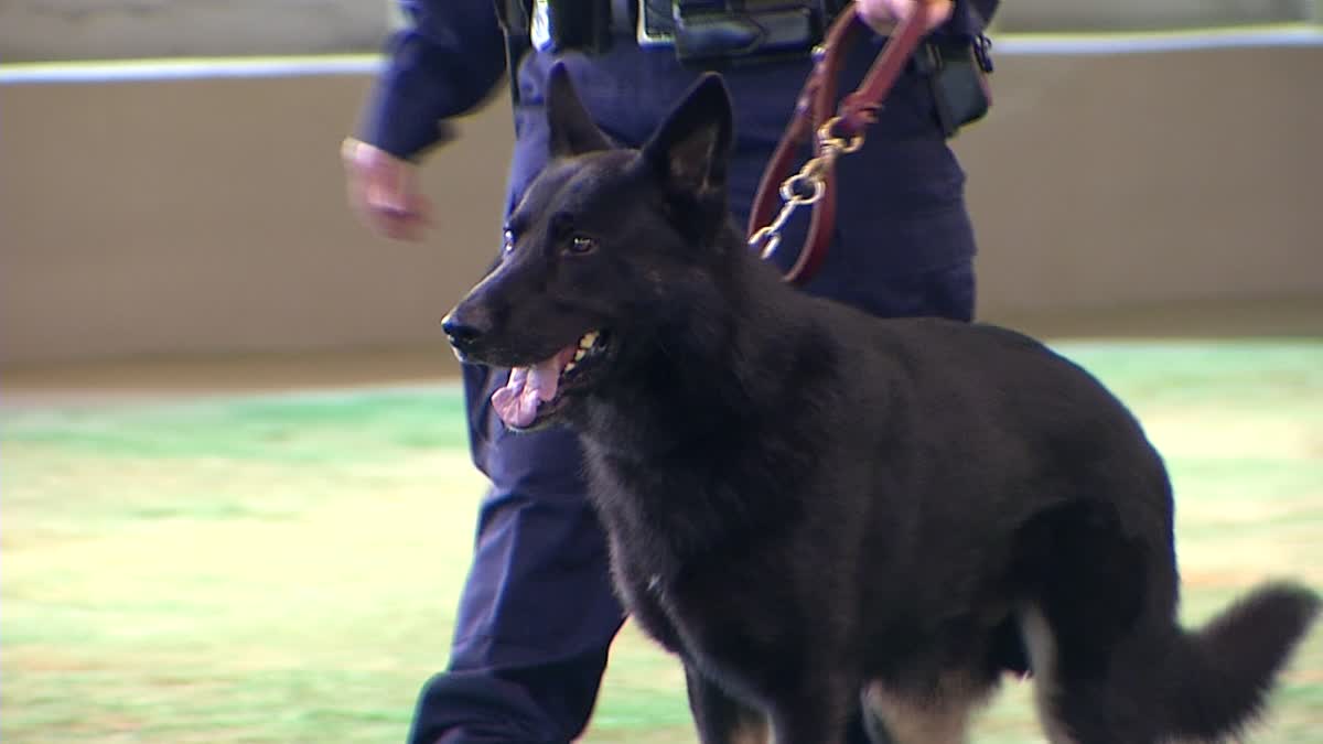 Dallas Police Expanding K 9 Unit Nbc 5 Dallas Fort Worth