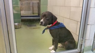 [UGCDFW-CJ]Pics for Dallas Animal Services