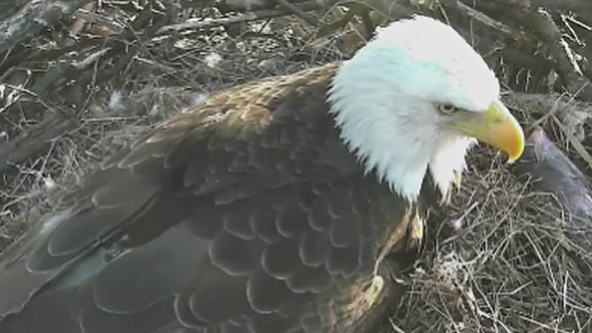 Live Stream Shows Two Bald Eagles Nesting – NBC 5 Dallas-Fort Worth