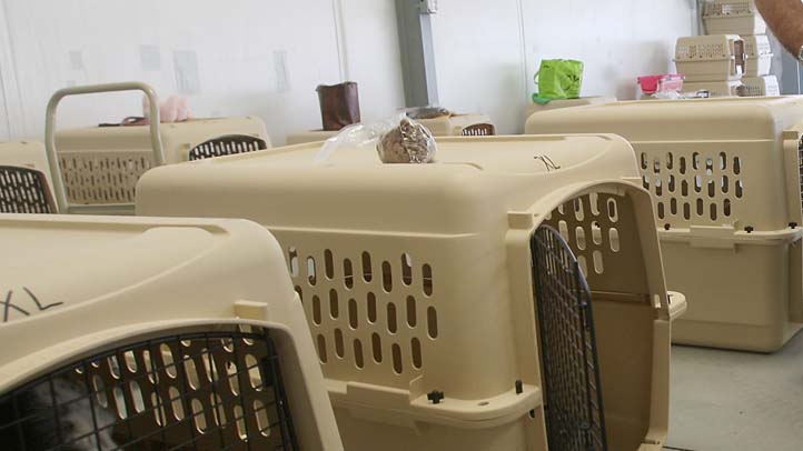Empty Dog Crate