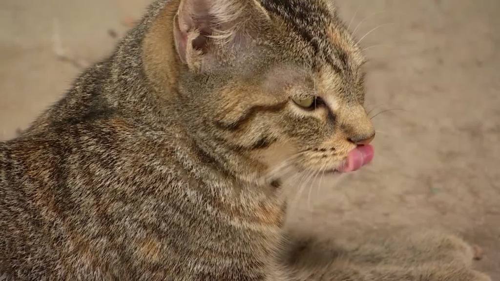 Https Www Nbcdfw Com News National International Late Night White House Press Conference 2146620 Late Night White House Press Conference With Trump President Donald Trump Holds An Impromptu Press Conference To Answer Burning Questions