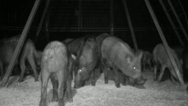 Smartphones Help Trappers Wrangle Feral Hogs Nbc 5 Dallas Fort Worth