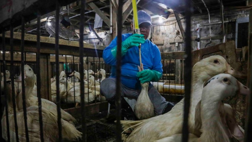 CORRECTION Foie Gras Ban