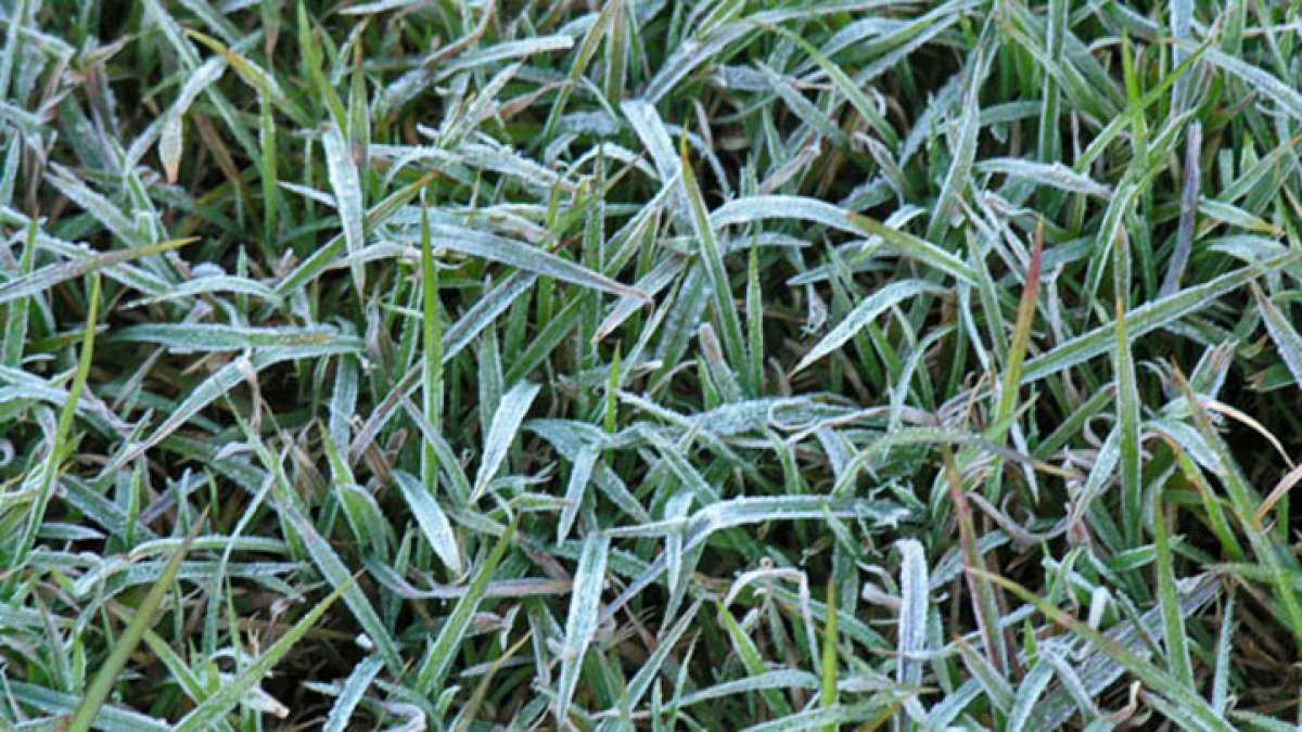Freeze Facts for North Texas – NBC 5 Dallas-Fort Worth