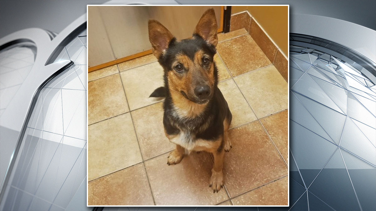 10 awesome places to adopt a dog or cat in nyc Fort Worth Animal Shelter at Capacity, Offering Discount Adoptions