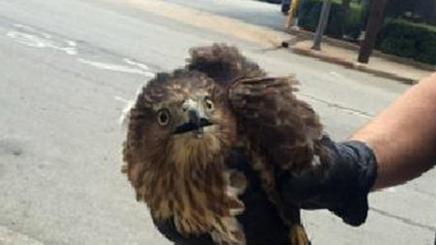 fwpd-hawk