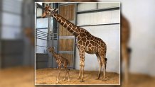 fwzoo-giraffe