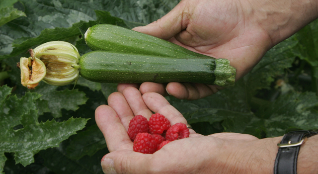 garden-veggies