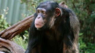 George the chimpanzee