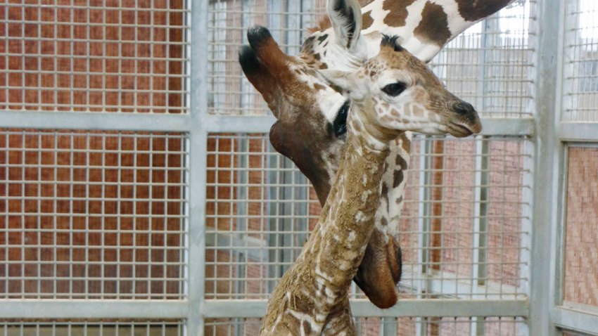 giraffe-katie-boy