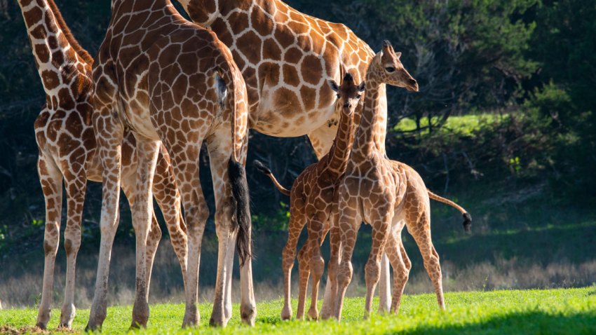 Fossil Rim Asks For Public Suggestions To Name Baby Giraffes Nbc