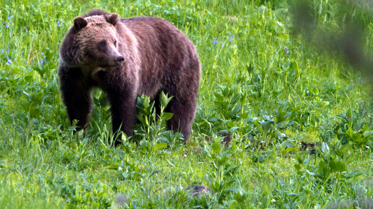 DNA Confirms Bear Killed by Wildlife Officials Was Grizzly That Mauled