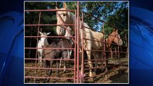 horses-rescued-camp-county-hsus
