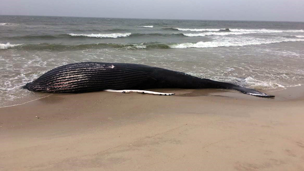 Humpback Whale Deaths Are Rising. See What Marine Experts Say is to Blame