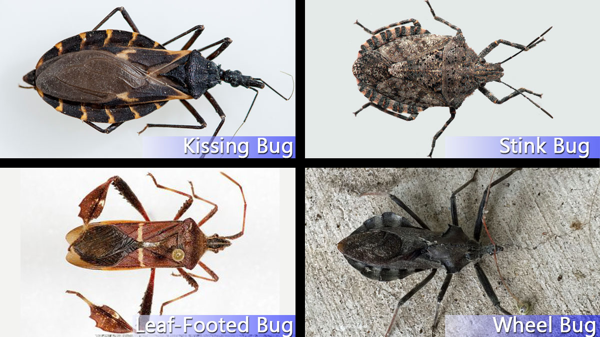 Hidden Threat: Identifying Kissing Bugs From Similar Bugs – NBC 5